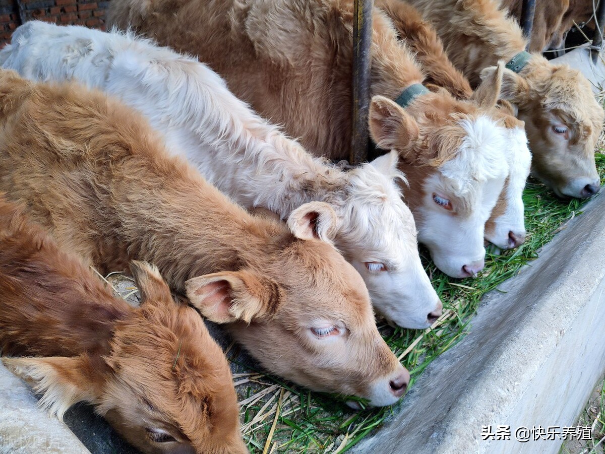 2020年养牛亏本的原因分析,2021年养牛业会不会走下坡路