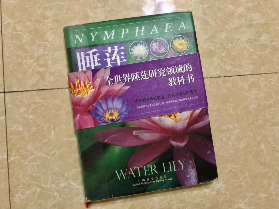 95后广东小伙痴迷睡莲育种,95后小伙痴迷睡莲育种