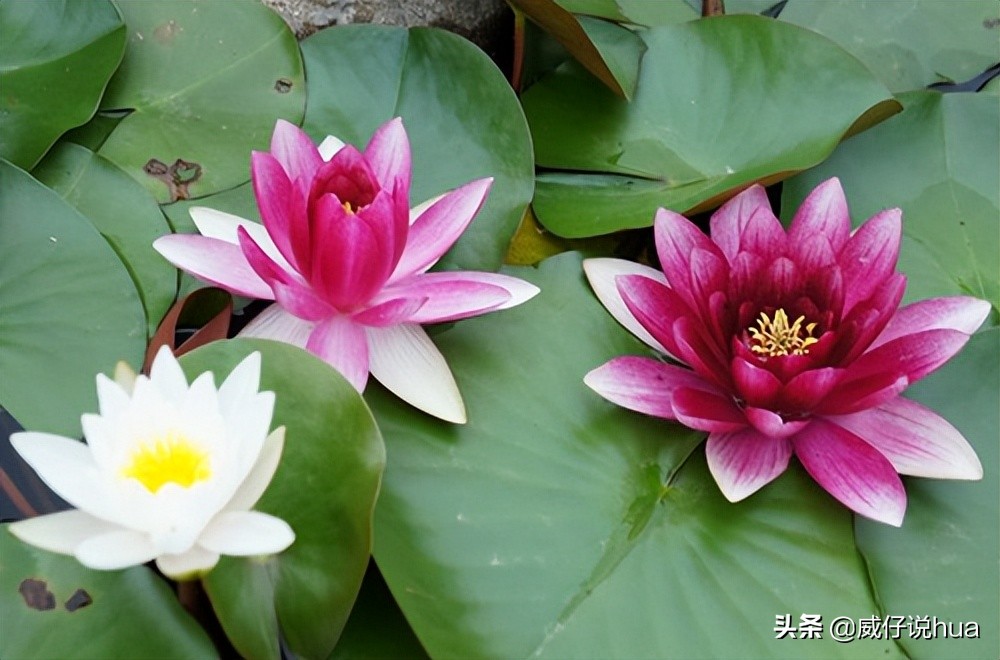 怎样让睡莲的缸清澈,虎斑睡莲爆缸