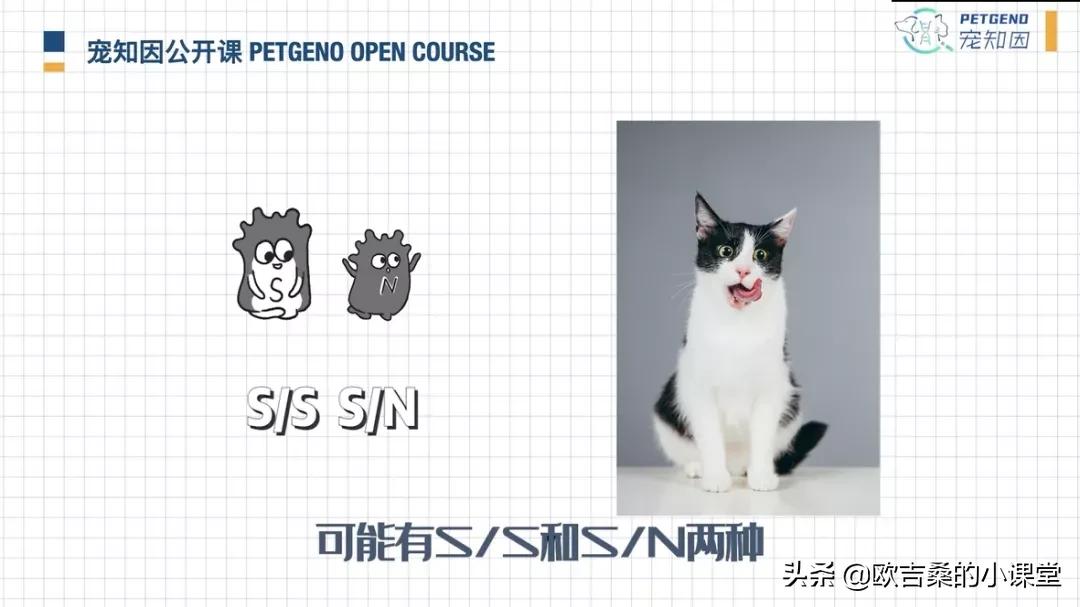 白斑基因可控吗,白斑基因优势