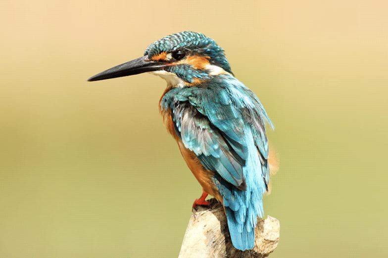 电商主图快速套版方法,电商主图详情图合集怎么做