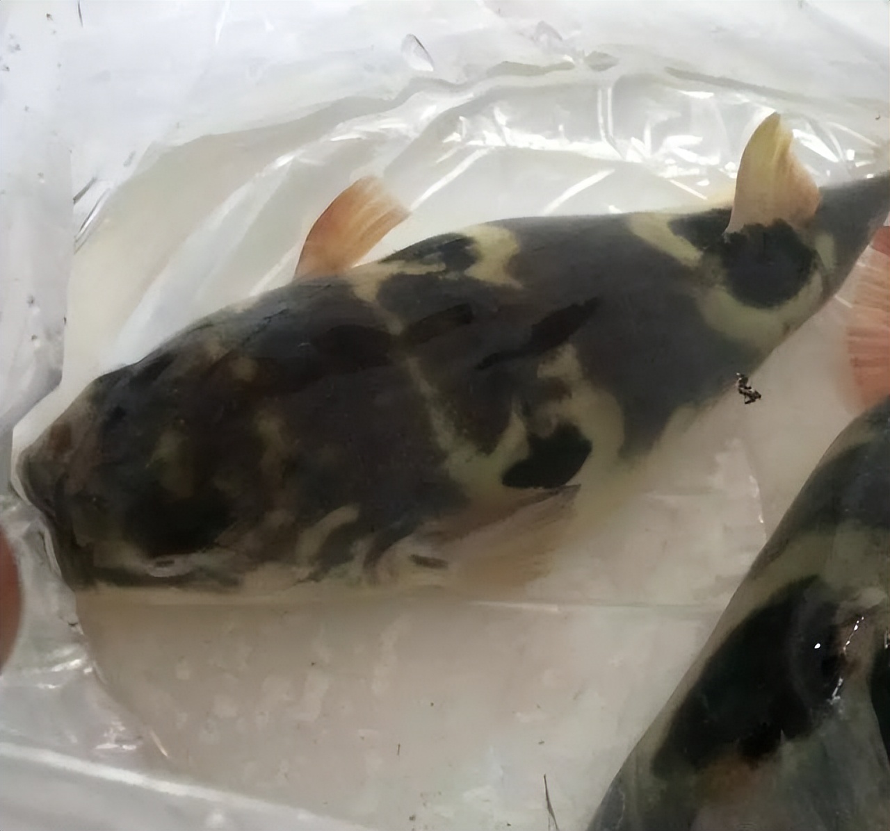 江湖上最霸气菜名,最个性的江湖菜店名