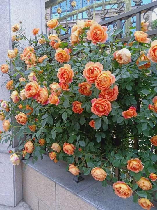 月季品种醉花,月季品种大全及图片欣赏