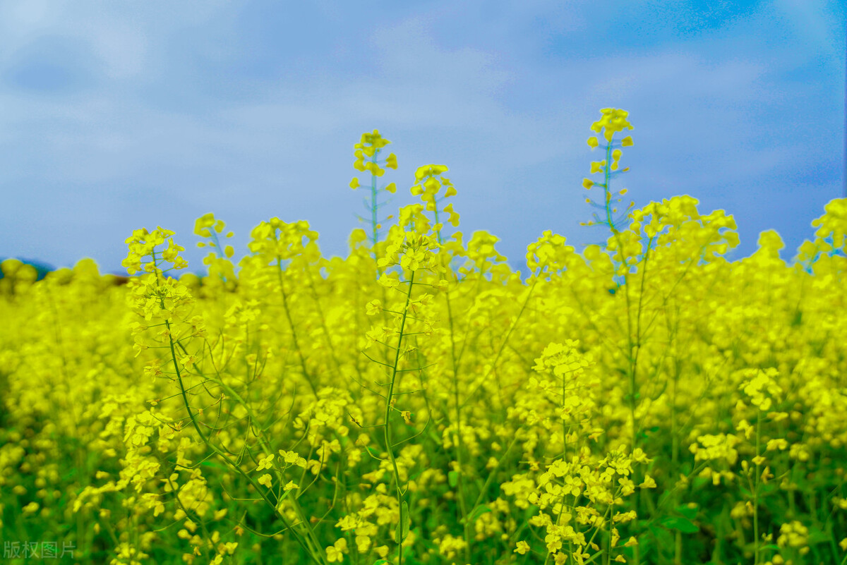 株洲沿江风光带油菜花,长沙油菜花最佳观赏地