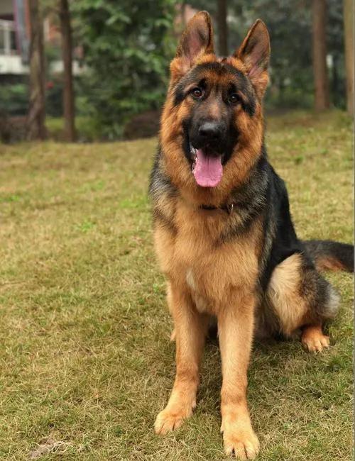 德牧犬的喂养方法,德牧犬的最佳饲养方法