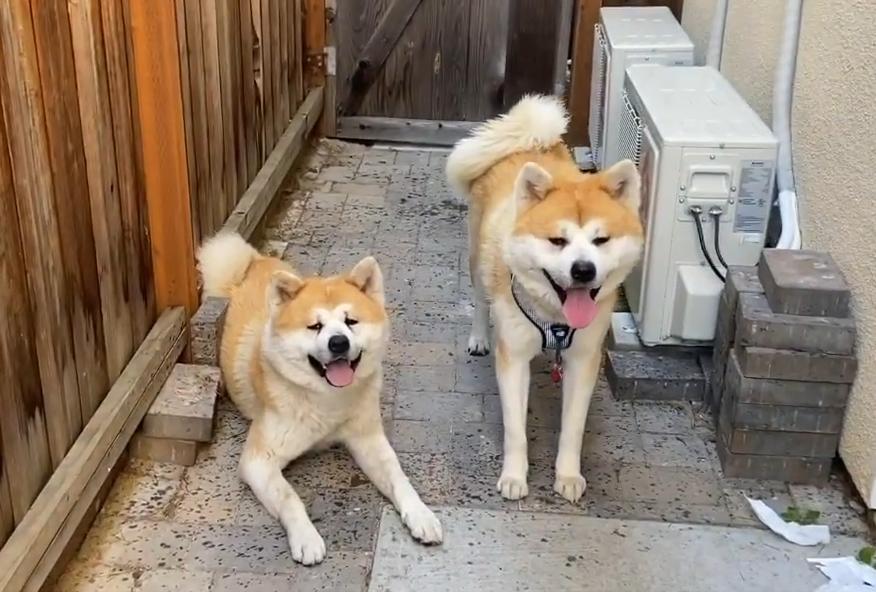 养秋田犬的十大痛苦,亲身经历养秋田犬