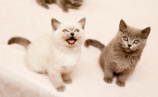 十大粘人的宠物便宜好养,它堪称世界上最好养活的宠物