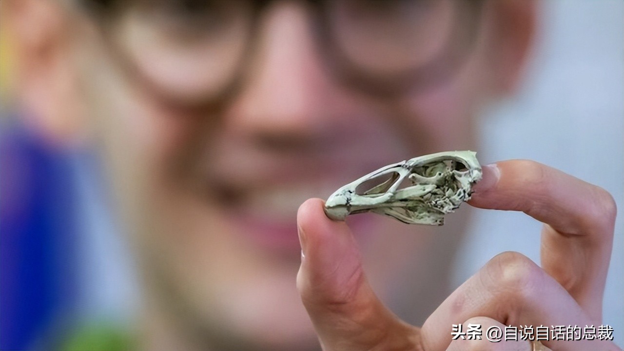 鸭：一鸭战四虎？弹射胜航母？鸭子的真相，也许超乎你的想象