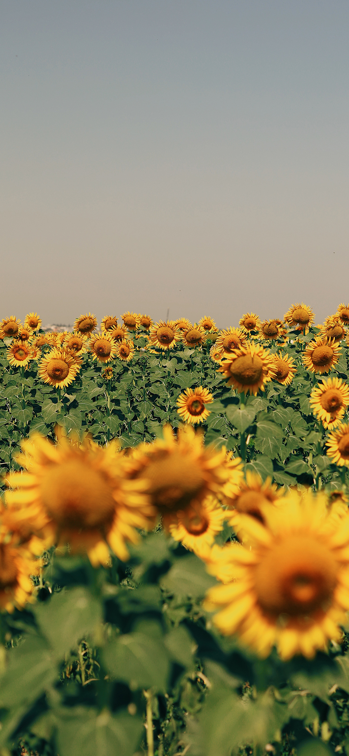 2023年手机壁纸,2023年最新款超清手机壁纸