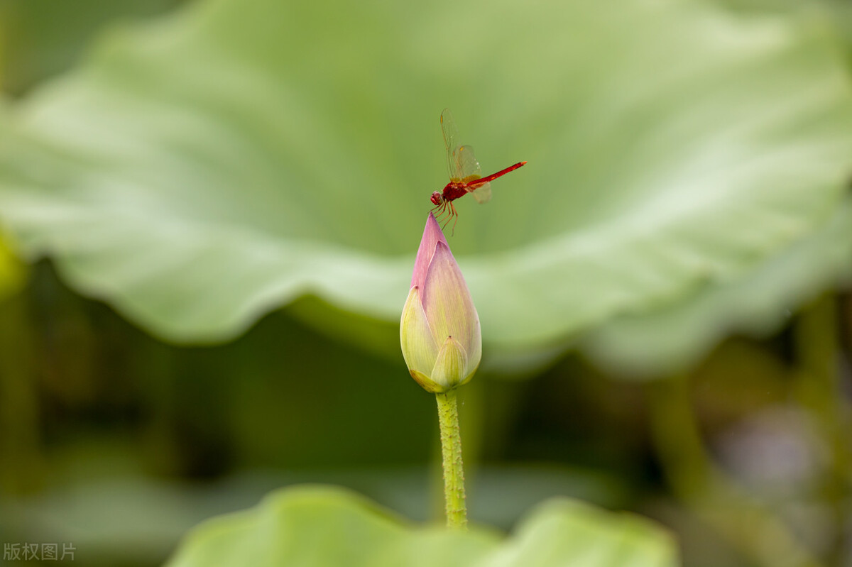 武汉的高中卷不卷,武汉的高中生上晚自习吗
