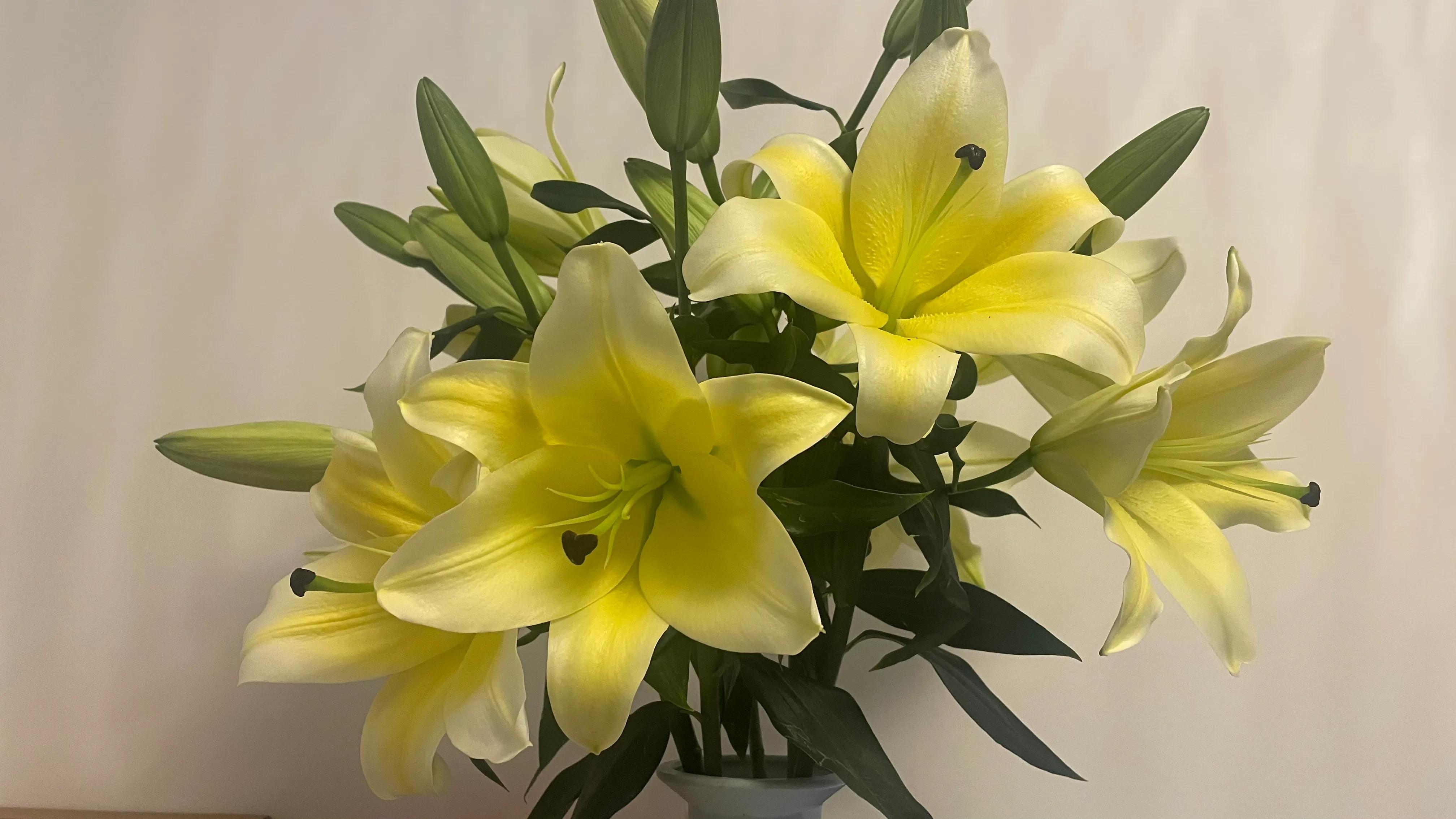 古风百合花仙子,宝莲灯百合花仙子