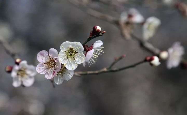 150种常见药用植物大全,150余种常见药用植物花期组图