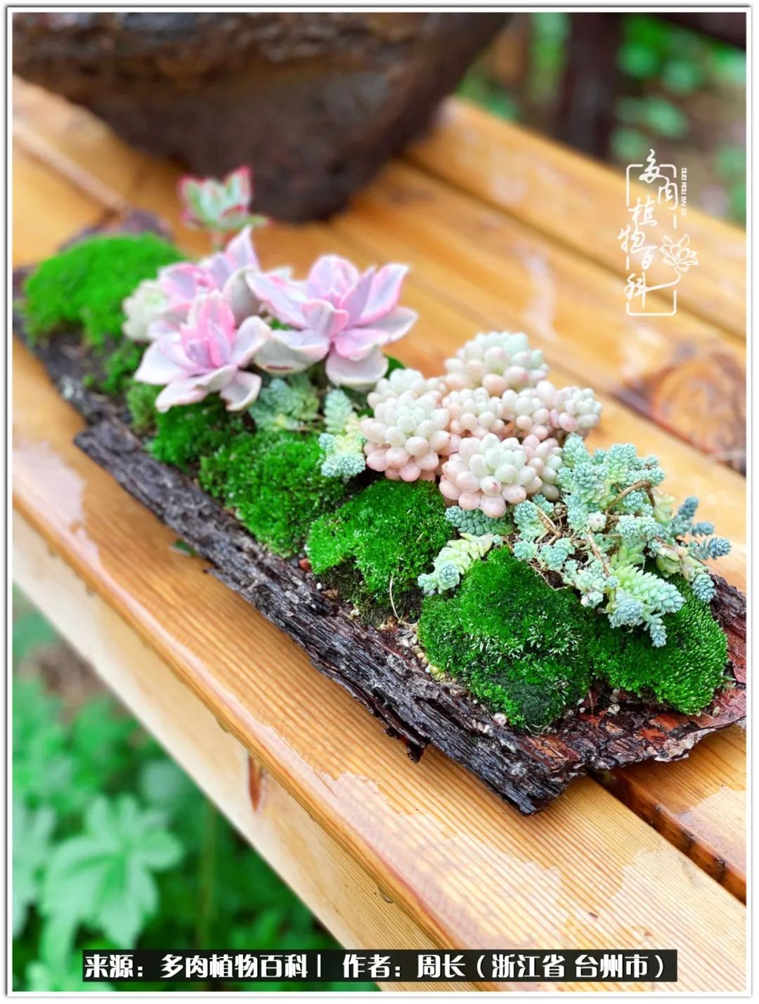 云南树脂粘土多肉组合拼盘创意,多肉拼盘的五个要点是什么