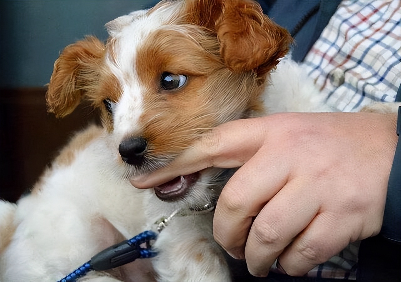 自己养的狗狗为什么总咬小朋友,养狗就要接受狗狗乱咬东西