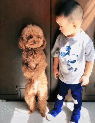 狗界五虎上将,盘点狗界6大“粘人精”