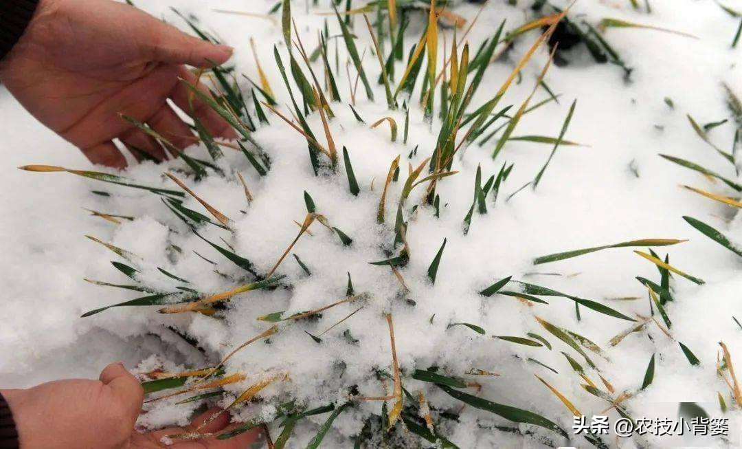 预防作物冻害最好的防冻剂,植物冻害了还能用防冻剂吗