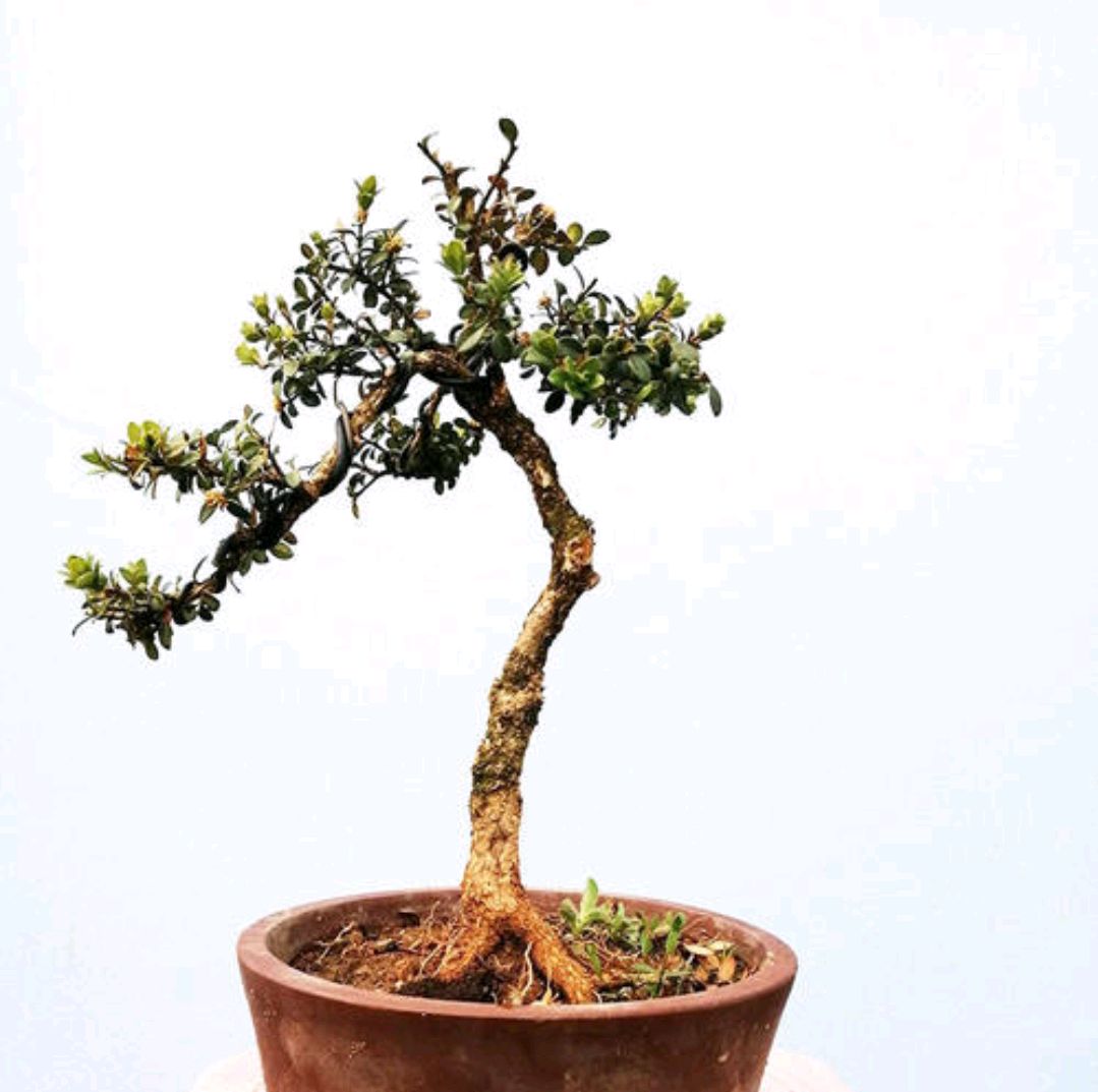 珍珠黄杨适合什么地方栽培,九顶山珍珠黄杨养护