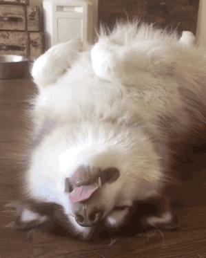 狗狗睡觉突然抽搐是什么原因,狗狗睡觉时眼睛抽搐