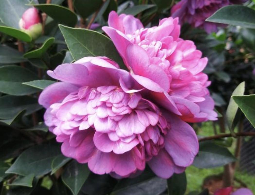 老人说家有俩羊,院里种几棵树最吉利又招财