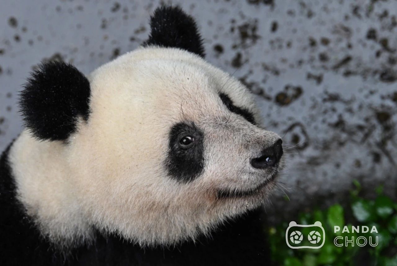 8个小时，他为“香香”按下了2000多次快门