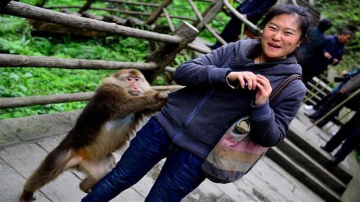 怒江金丝猴和峨眉猴干架,金丝猴遇上峨眉山猴子会发生什么