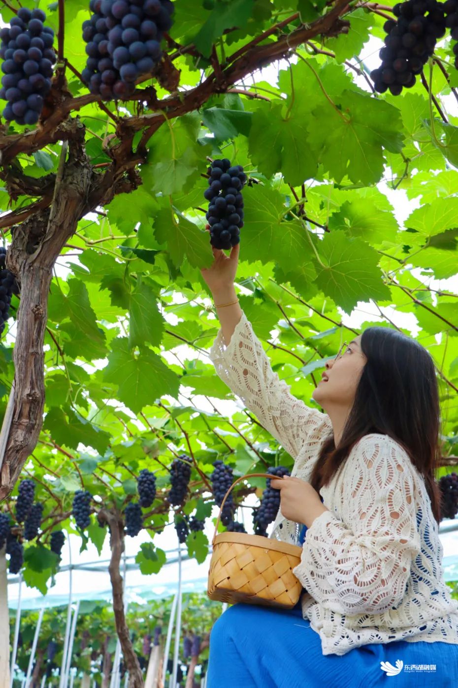 东西湖径河摘葡萄,周末来东西湖钓鱼摘葡萄