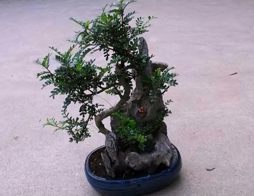 甲醛盆栽哪个效果最好还好养活,什么盆栽甲醛少好养的