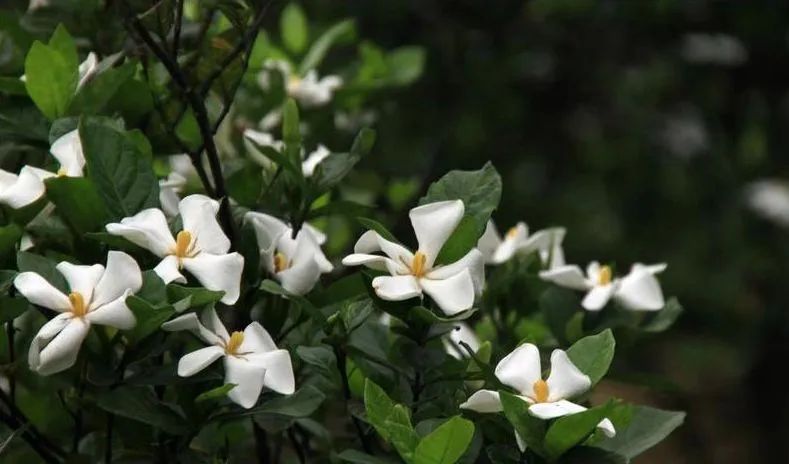 栀子花开呀开女声版完整版,栀子花开呀开呀歌词