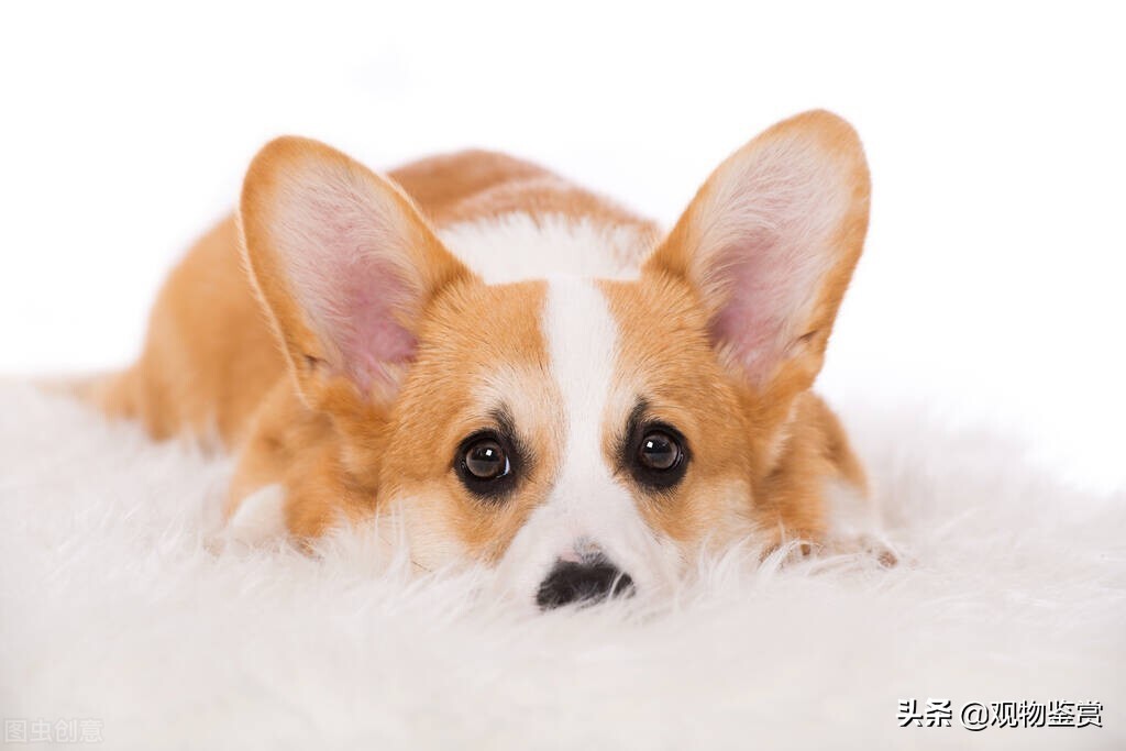 怎样改掉柯基狗龇牙的毛病,如何纠正柯基犬咬人