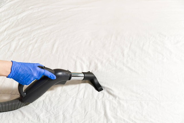 床上螨虫怕的不是“暴晒”？教你卧室放点“它”，螨虫消失了