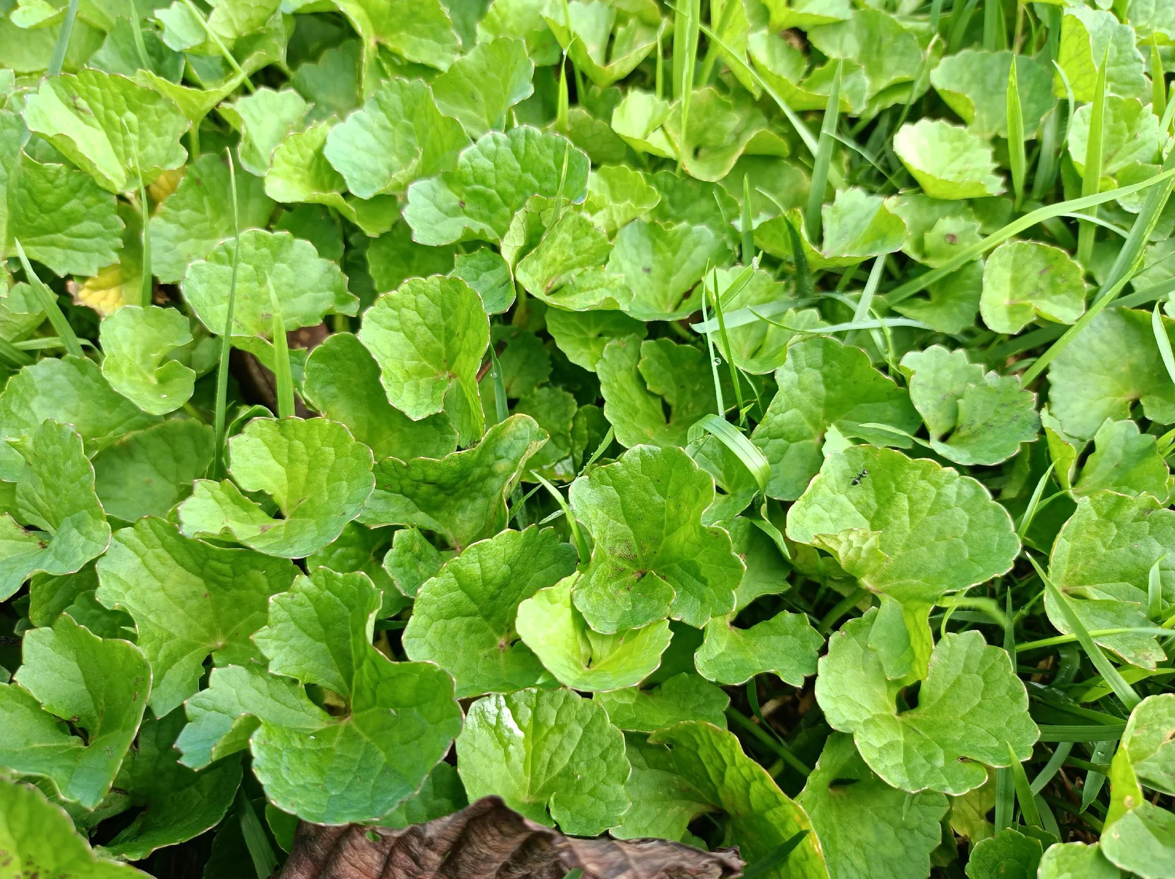四种野菜是杂草,400种野草图片大全