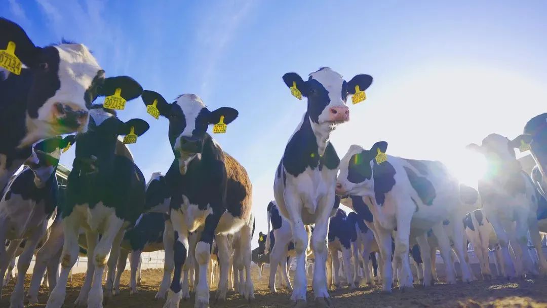 四川礼回记伴手礼推荐,伴手礼土特产