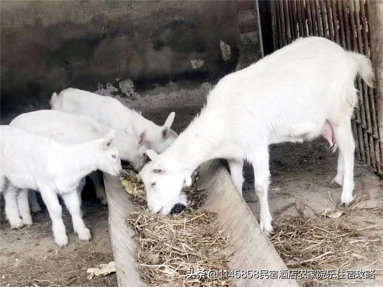 密云八方客农家大院,北京密云八方客农家大院