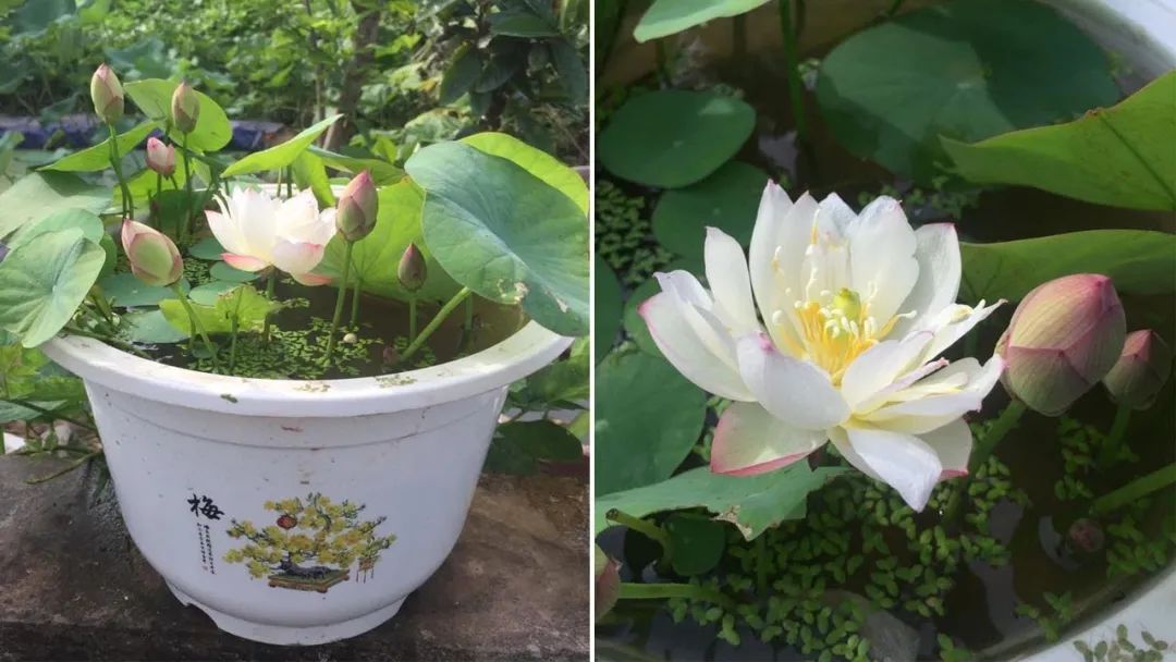 种植碗莲的时节,碗莲种植容器选择方法全过程