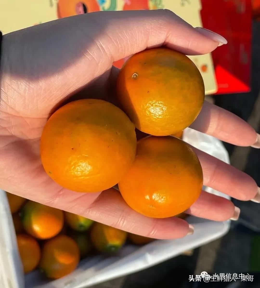 正宗广西融安脆蜜滑皮金桔,融安滑皮金桔和融安脆皮金桔区别