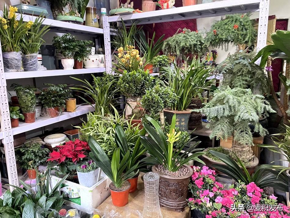 麦积区花卉市场在哪里,麦积区附近花卉市场在哪