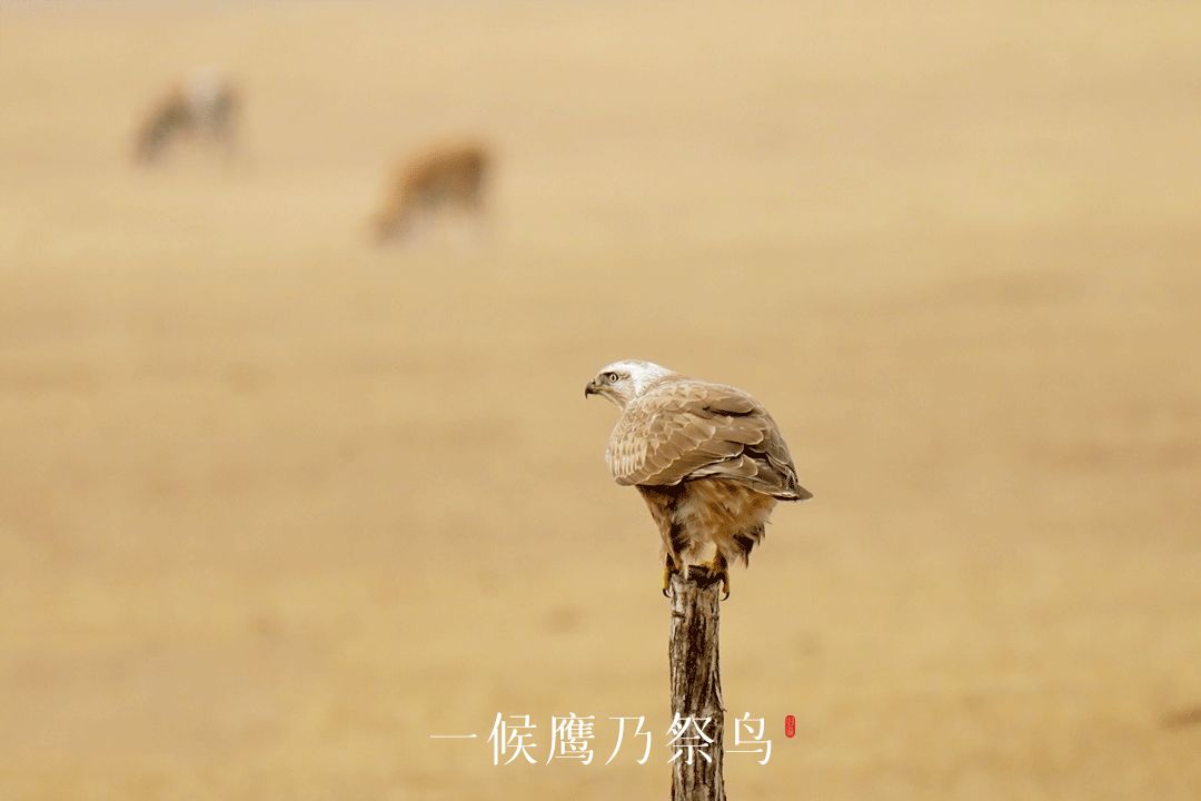 处暑的读音,处暑节气
