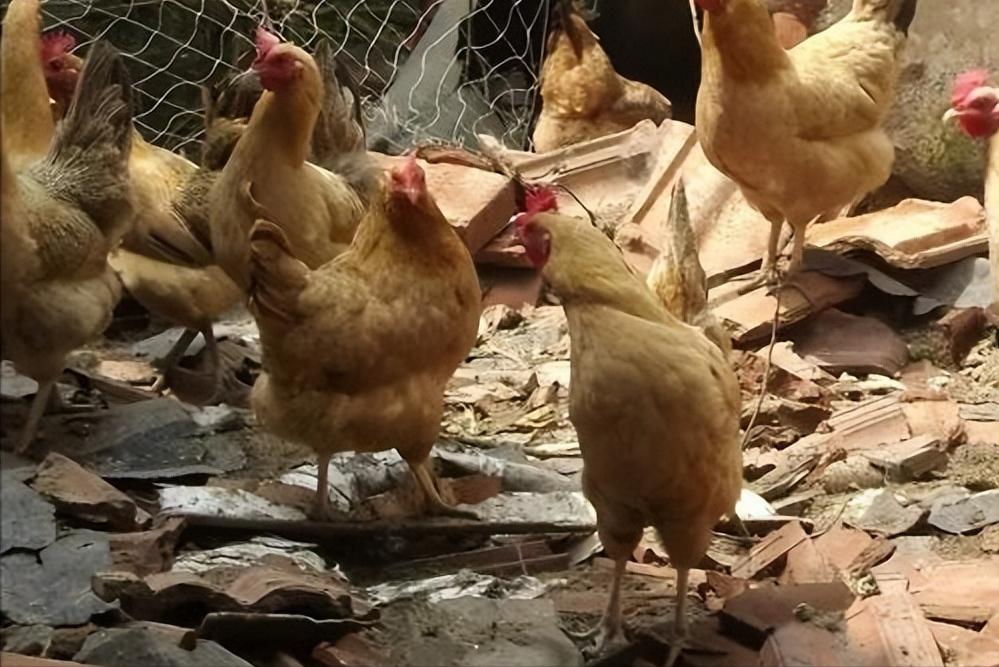 绿壳蛋鸡的养殖全过程,绿壳蛋鸡的正确养殖方法