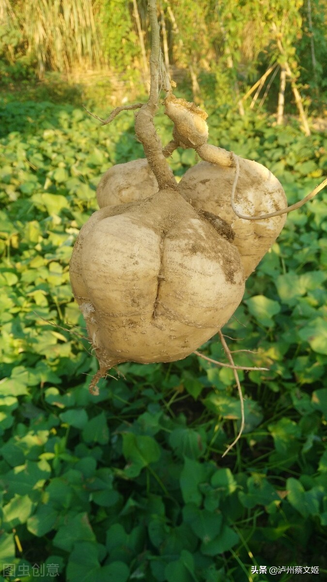 地瓜是怎样生长的全过程,地瓜生长的过程简介