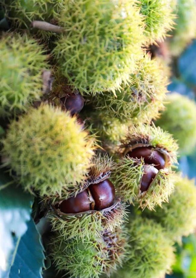 微信农场功能怎么开通,微信农场怎么玩