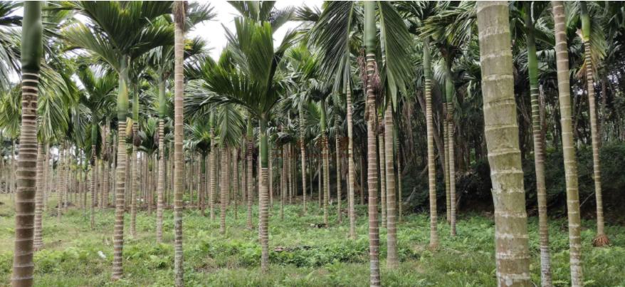 96年海南巨蟒为报恩甘愿当保姆,巨蟒为报恩守护十几年