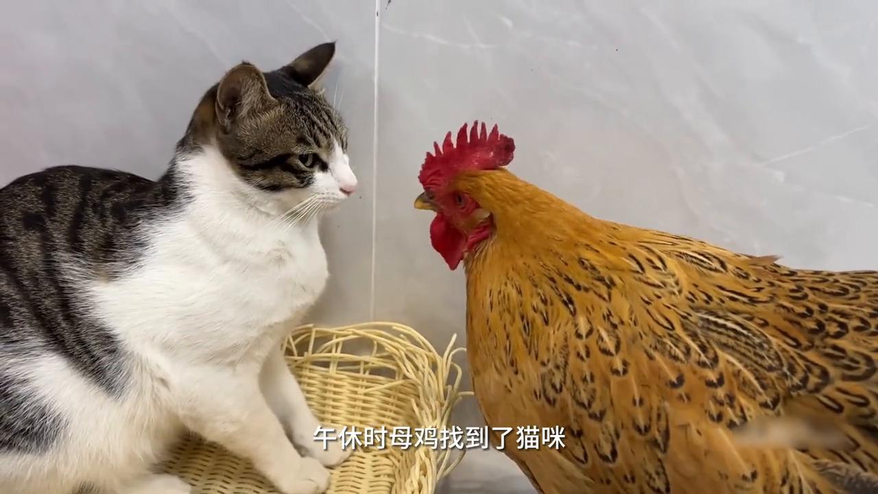 猫咪不发威当病虎了,猫咪说老虎不发威你以为我是病猫