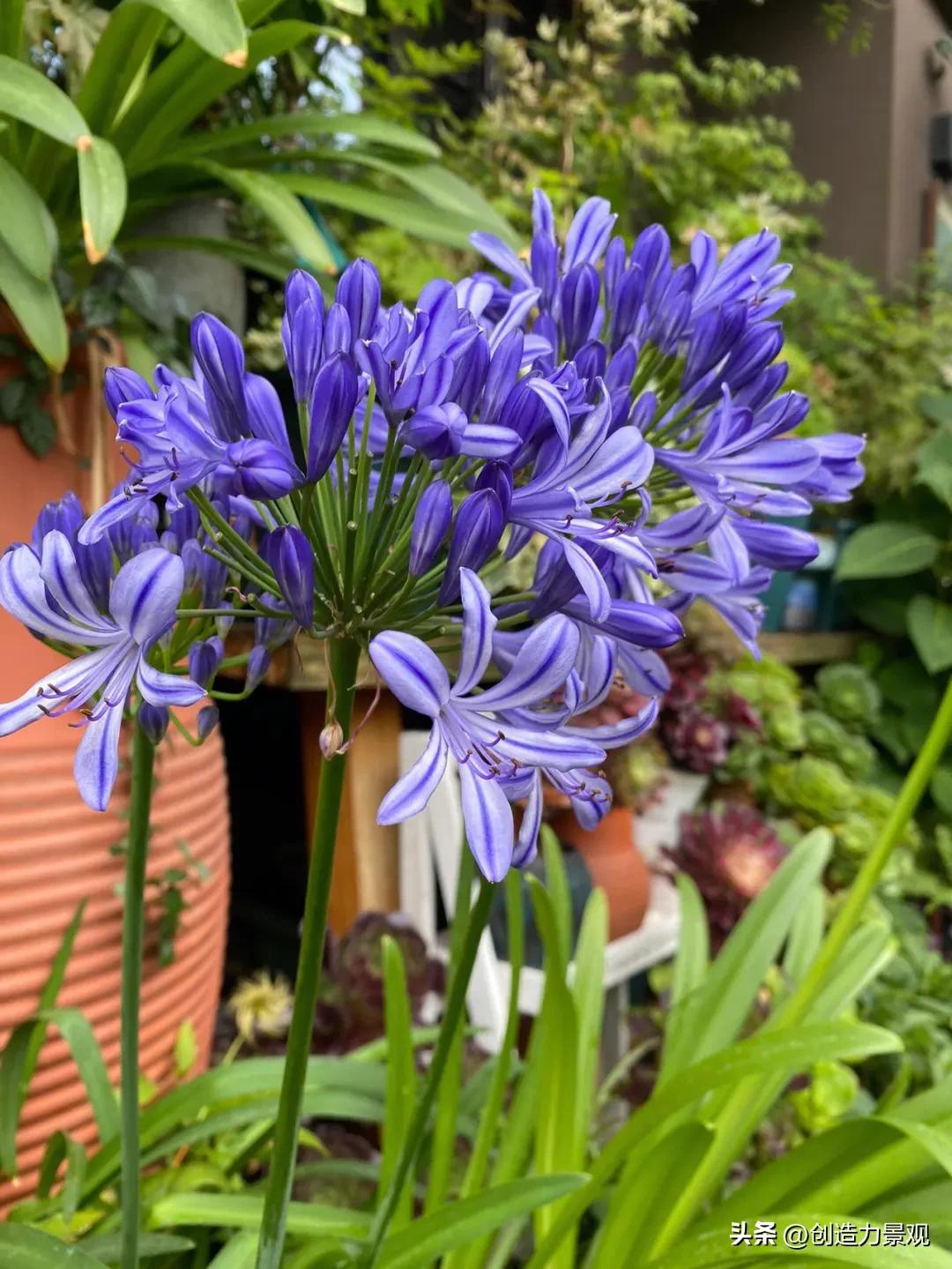 夏季好养的花卉有哪些,夏季的常见花卉有哪些