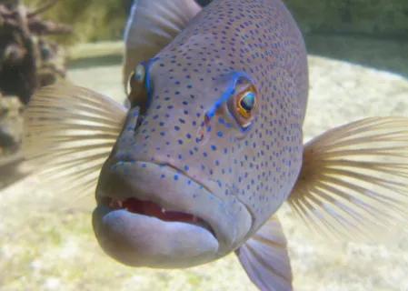 鱼类食材大全名称图片,鱼类菜谱大全100种