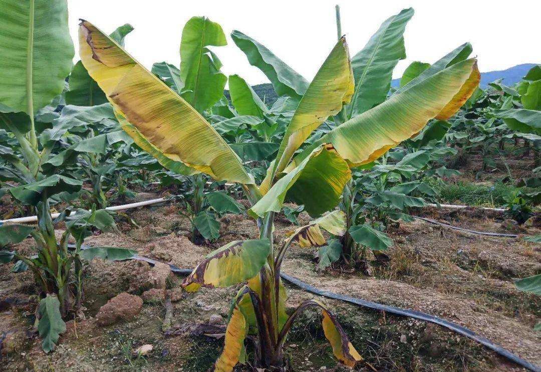 香蕉再过几年后会灭绝,香蕉濒临灭绝是因为什么
