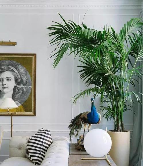 家里养什么花好看又旺财,在家养什么花好看又旺财