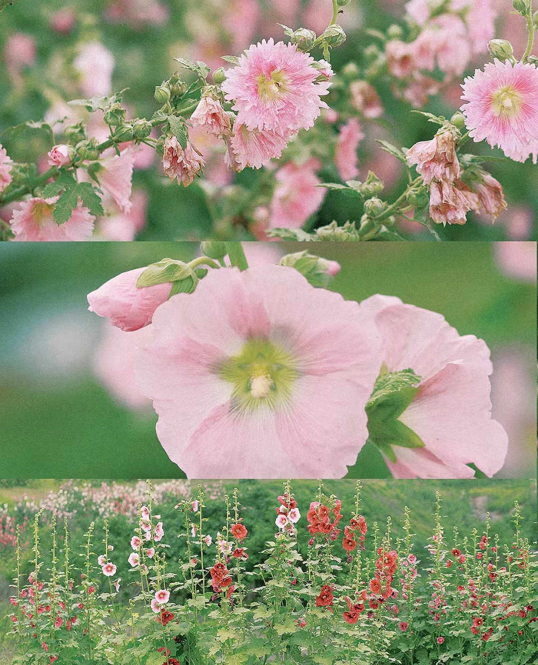 郑州周末学生游玩推荐,郑州夏天周边适合孩子玩免费景点