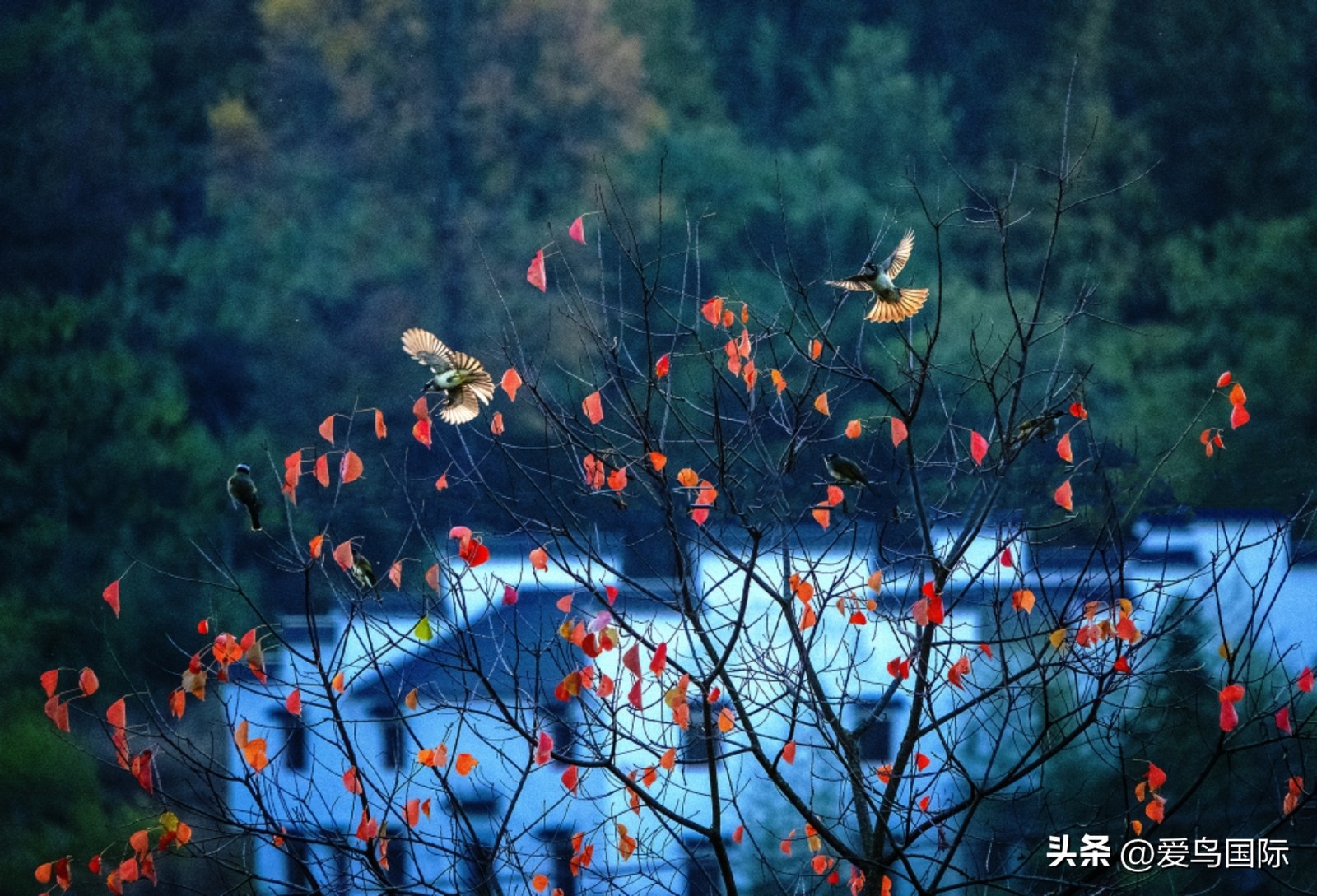 2024观鸟大年,观鸟大年介绍