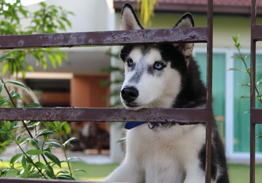 宠物狗一般几个月来姨妈,宠物狗来姨妈了能洗澡吗