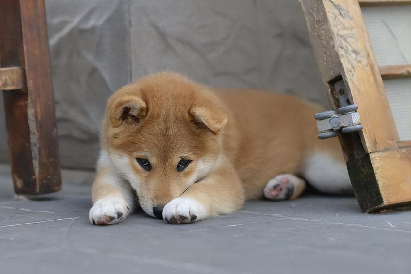 不小心狗吃了鸡骨头怎么办,为什么狗吃了过期的东西没事